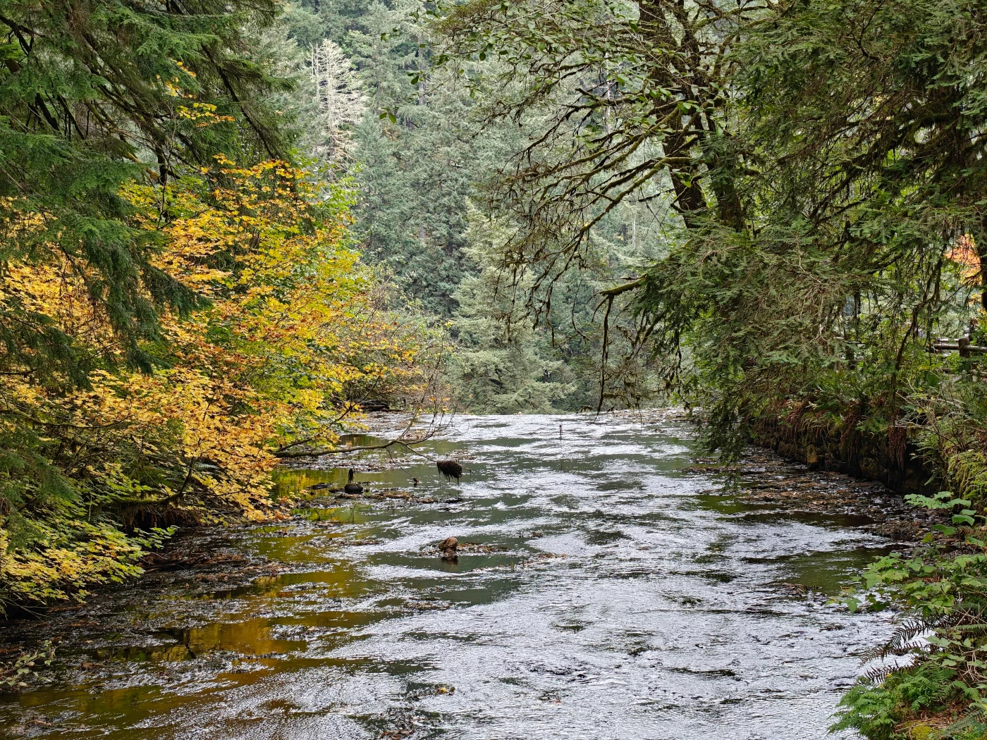 SilverFalls2025-IMG20251018151006