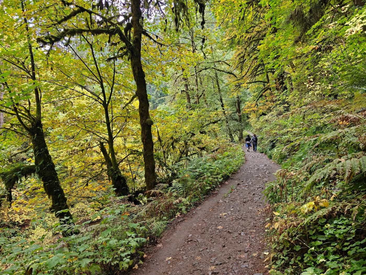 SilverFalls2025-IMG20251018155842