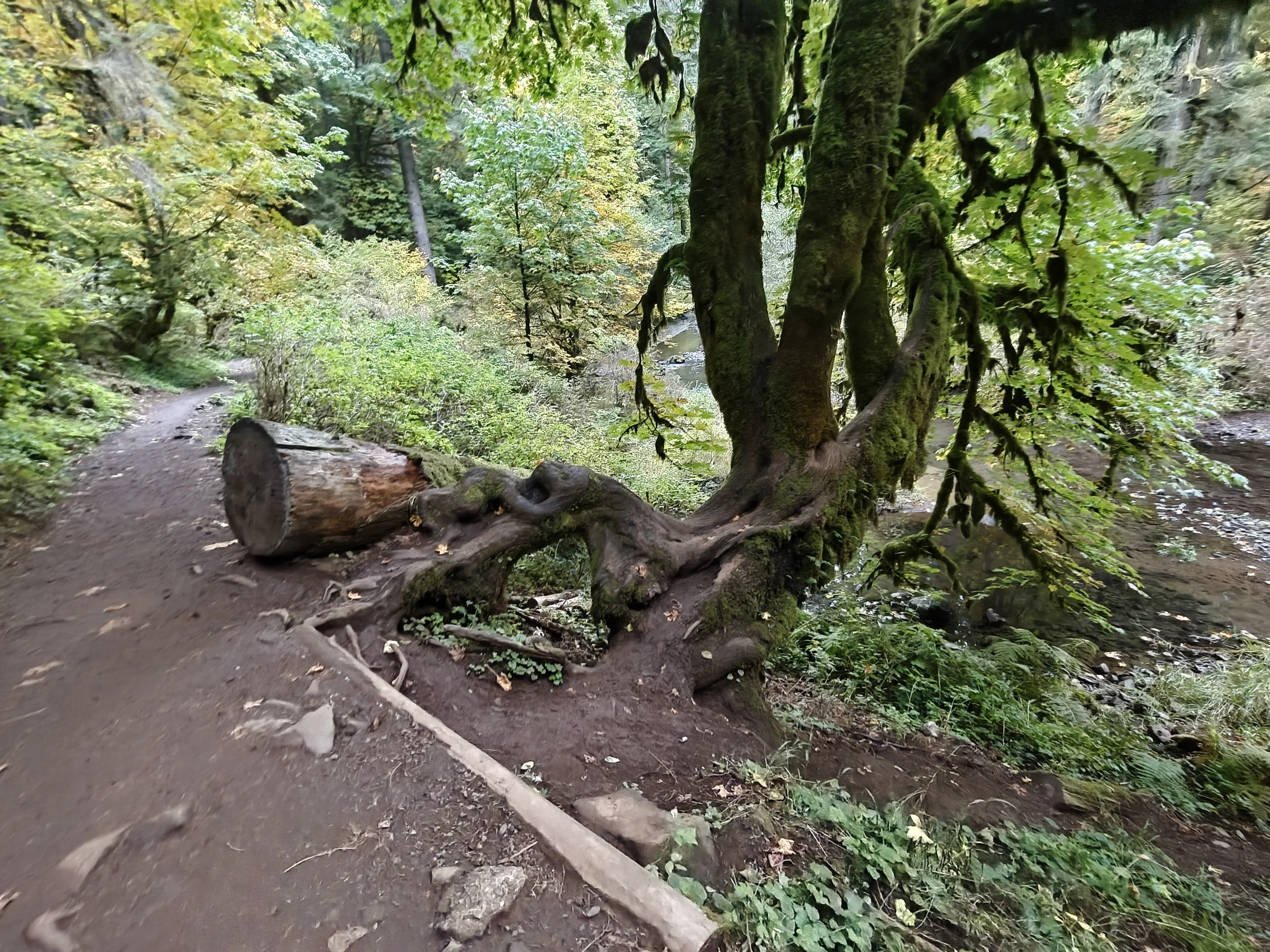 SilverFalls2025-IMG20251018164609
