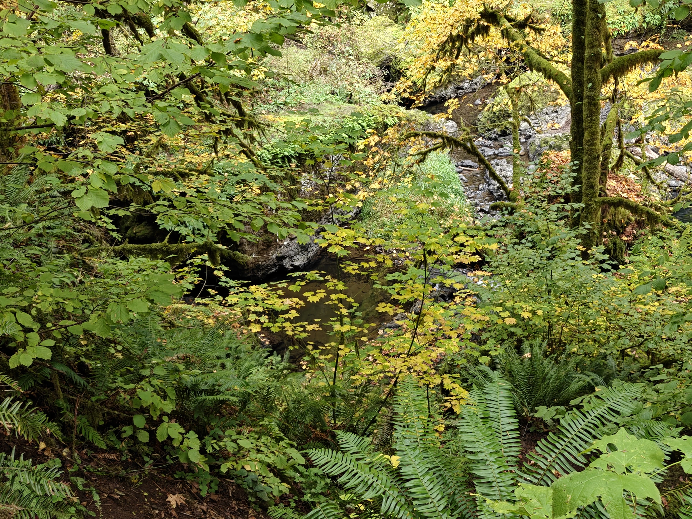 SilverFalls2025-IMG20251018165113