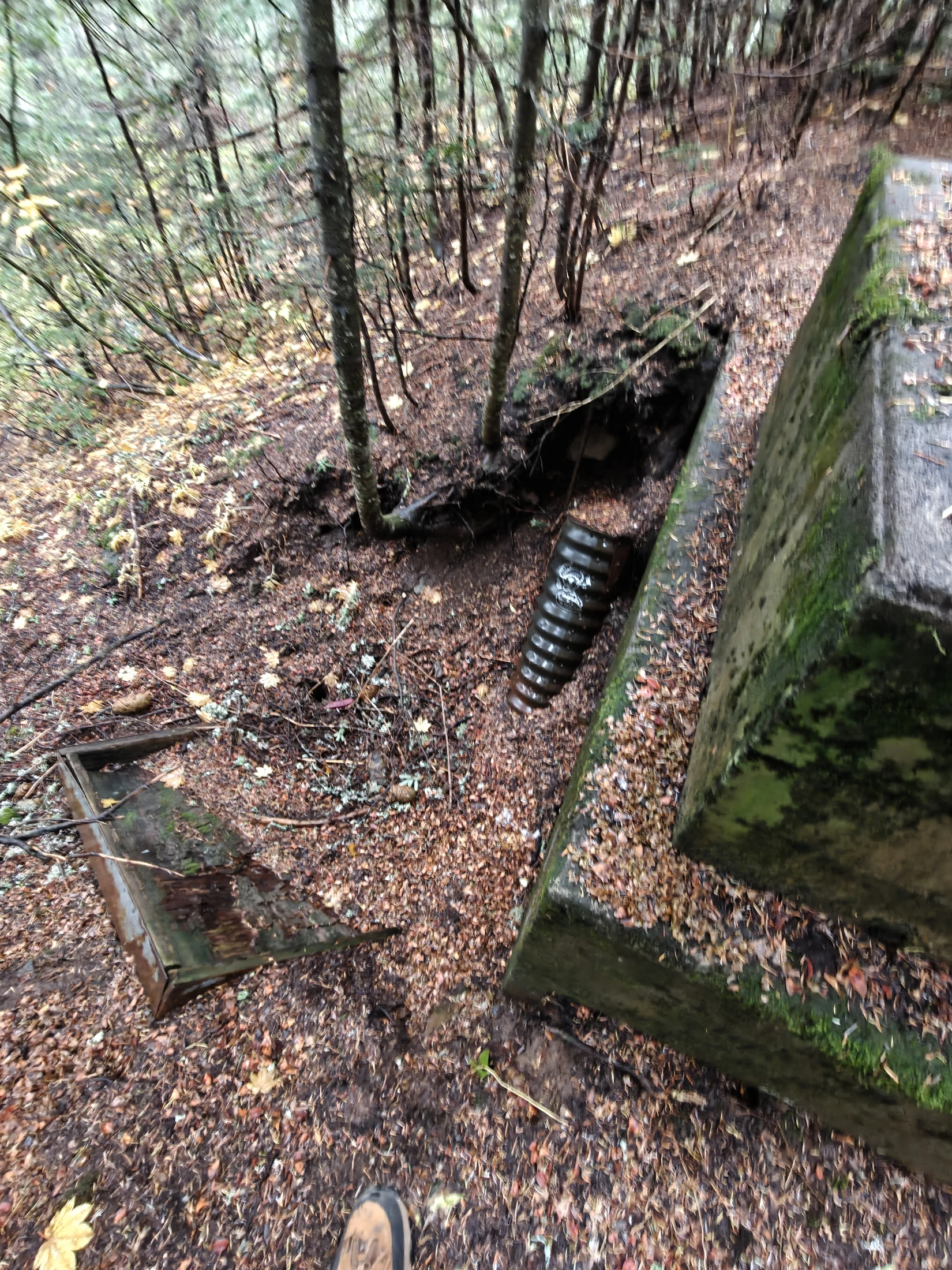larchMountain-IMG20251025121844