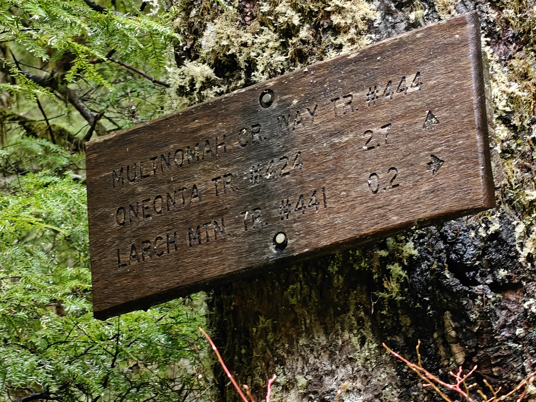 larchMountain-IMG20251025130605