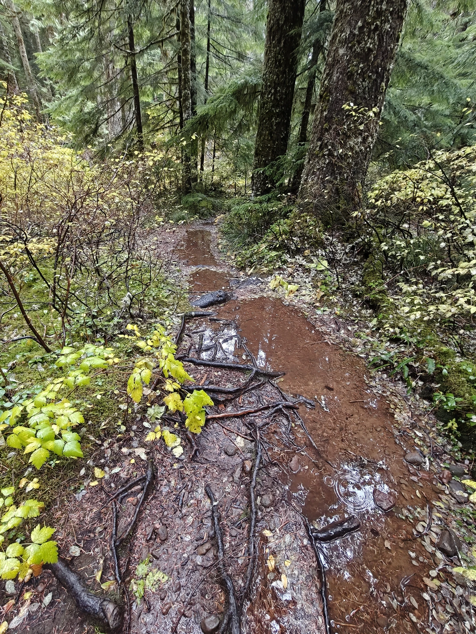 larchMountain-IMG20251025130652