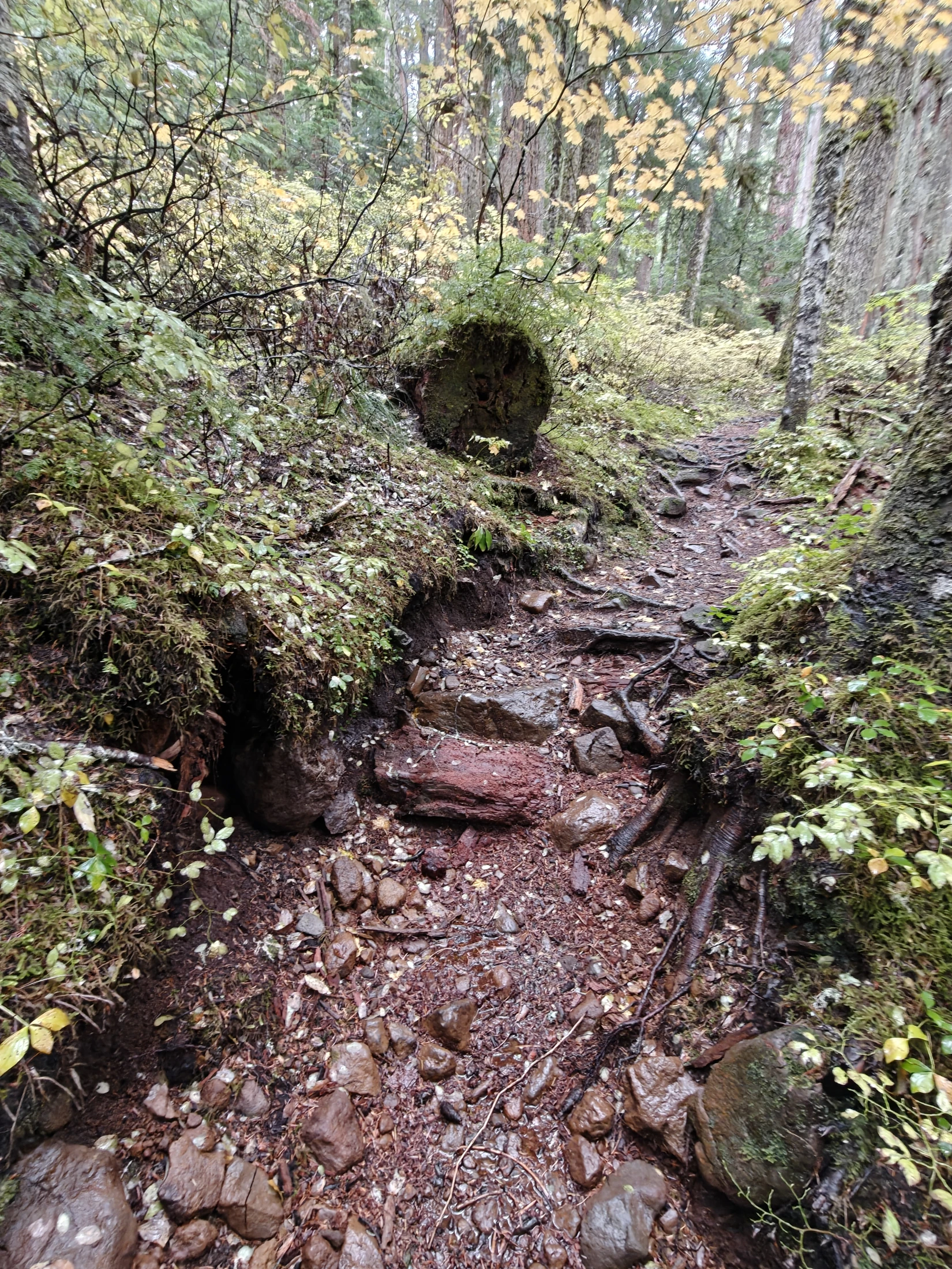 larchMountain-IMG20251025130747
