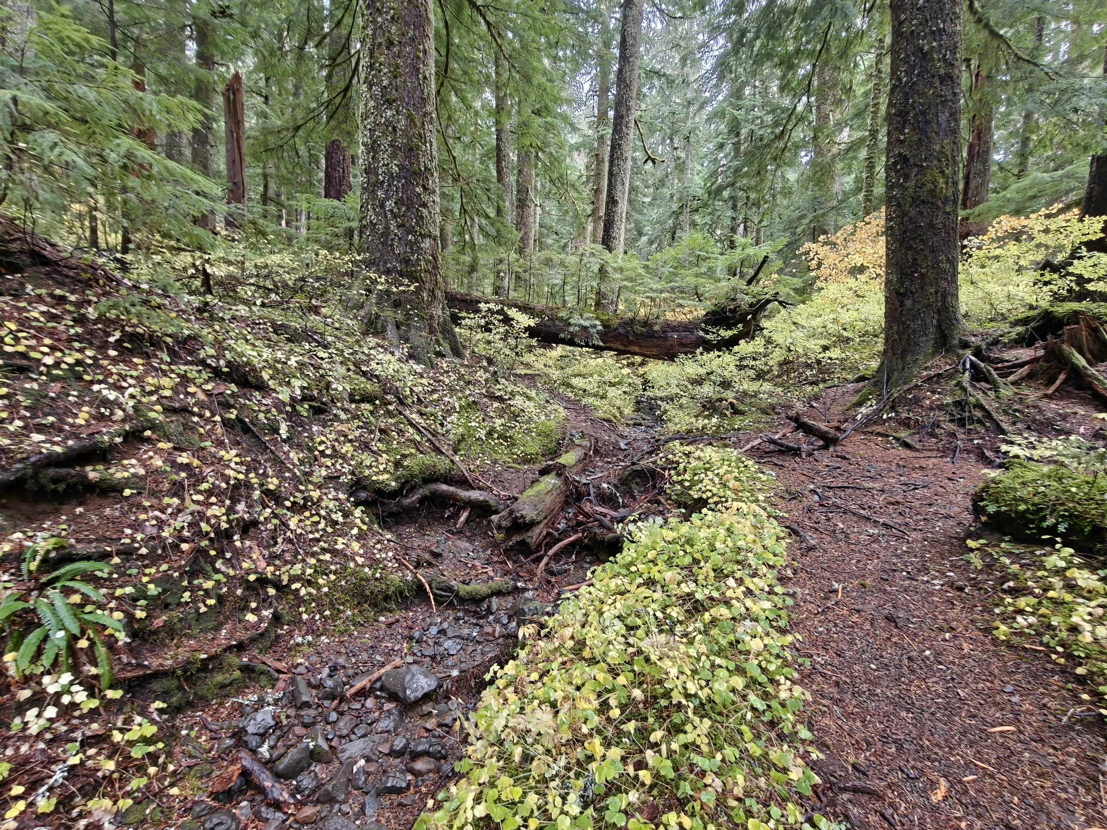 larchMountain-IMG20251025132420