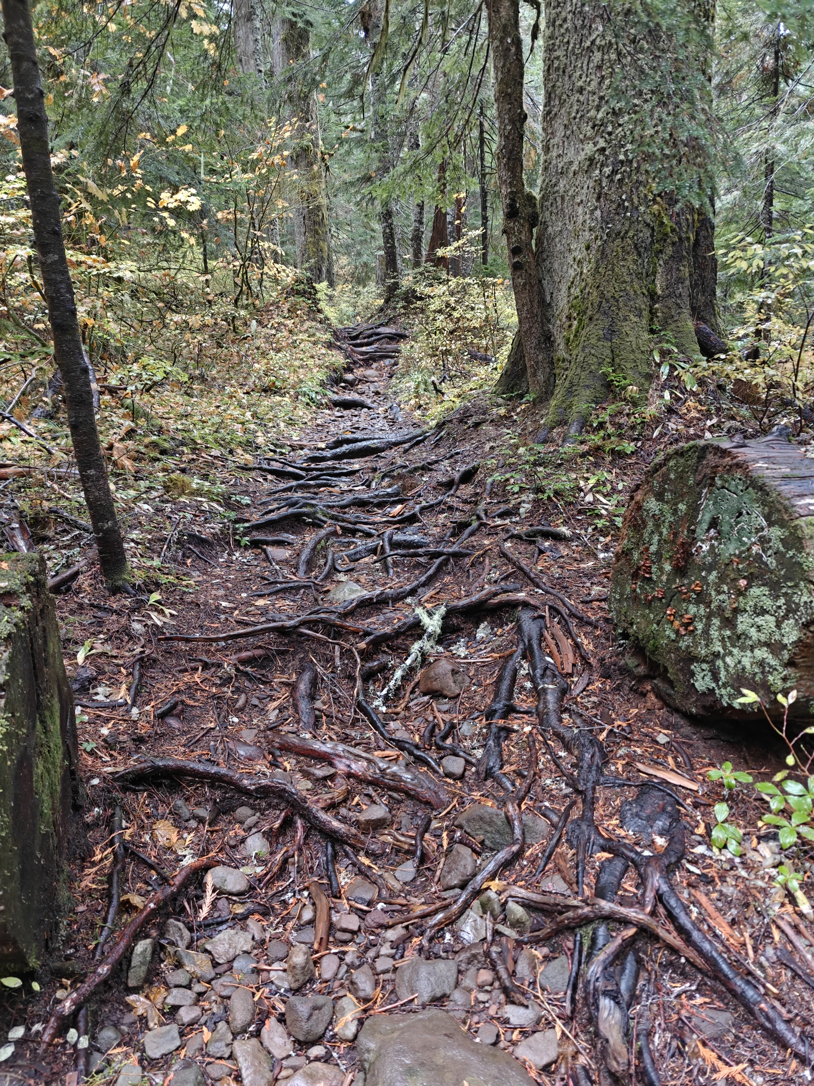 larchMountain-IMG20251025133358