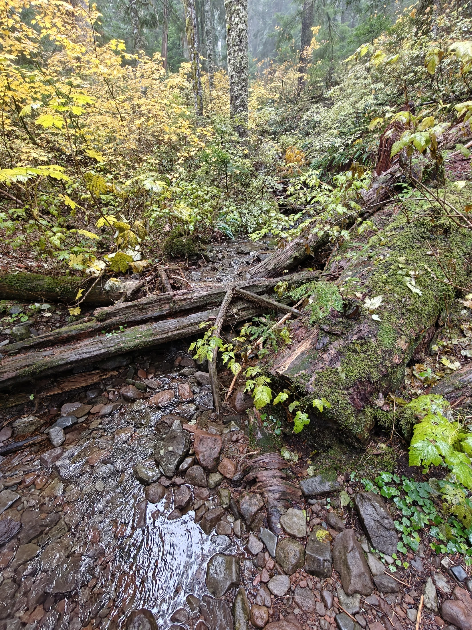 larchMountain-IMG20251025133856