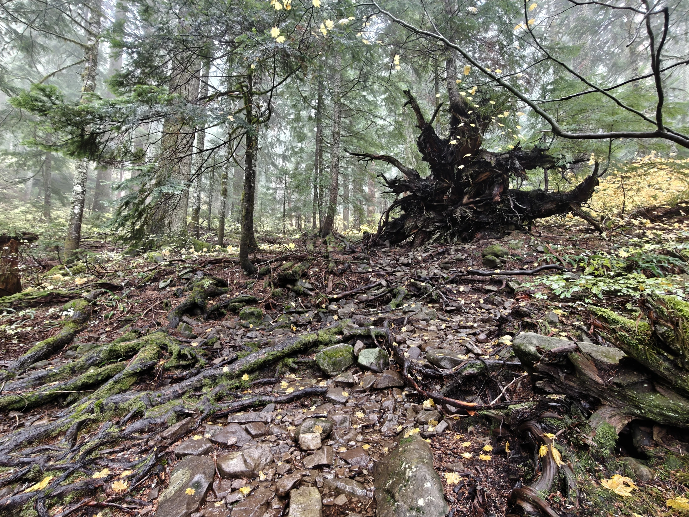 larchMountain-IMG20251025134017