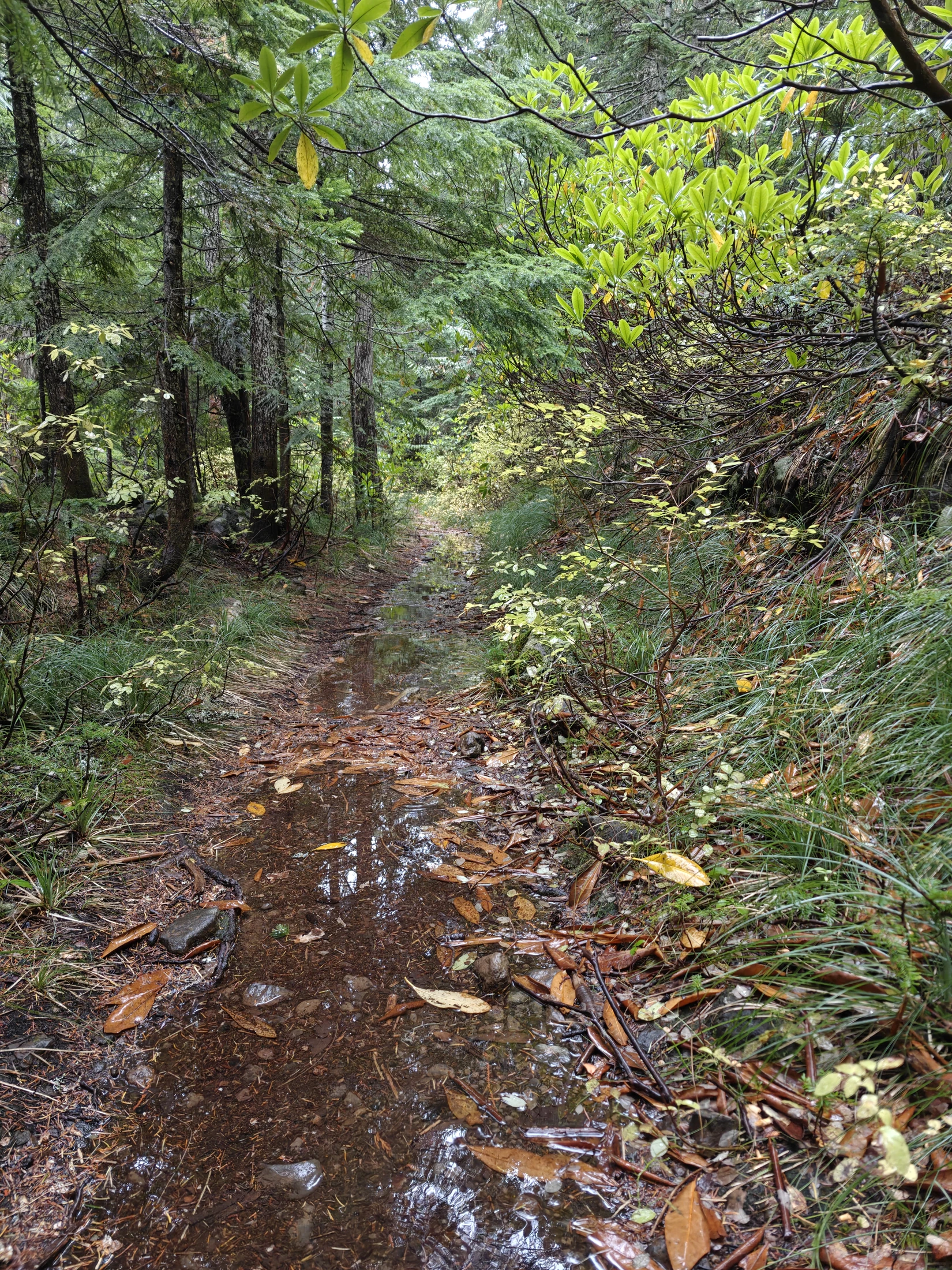 larchMountain-IMG20251025135839