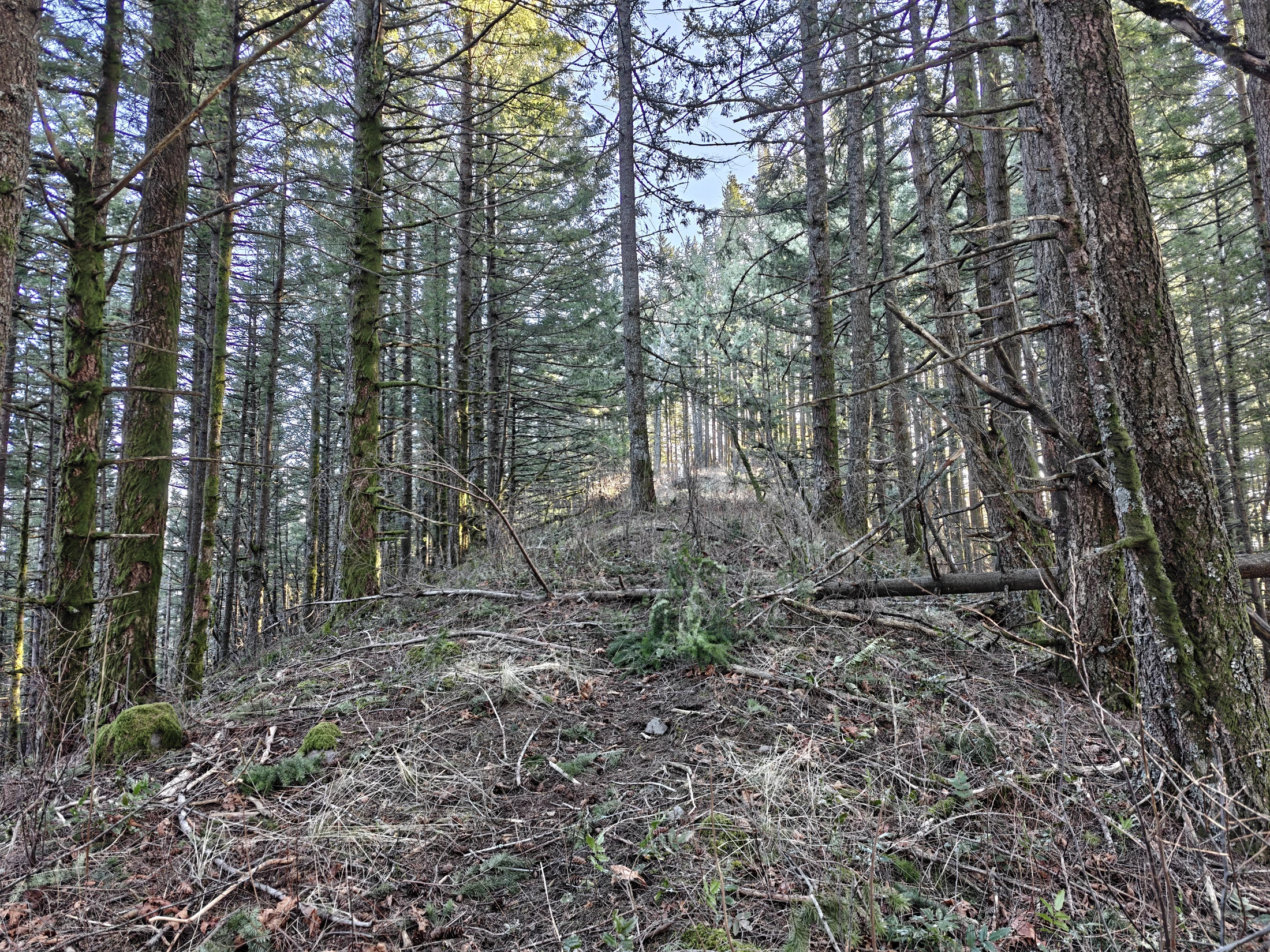 CedarAldrich-IMG20260124145021