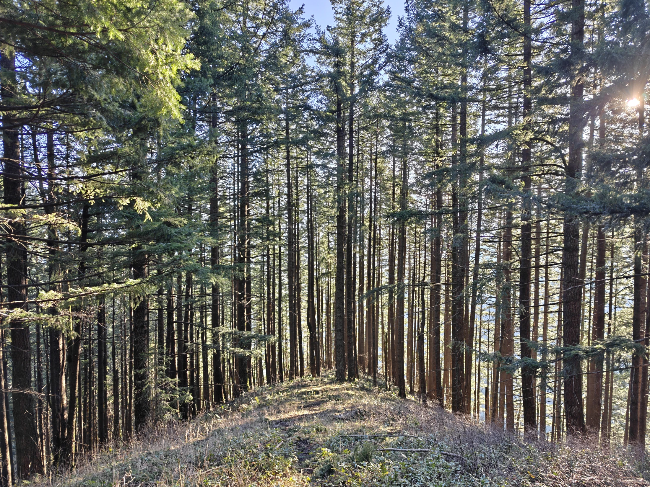 CedarAldrich-IMG20260124152619