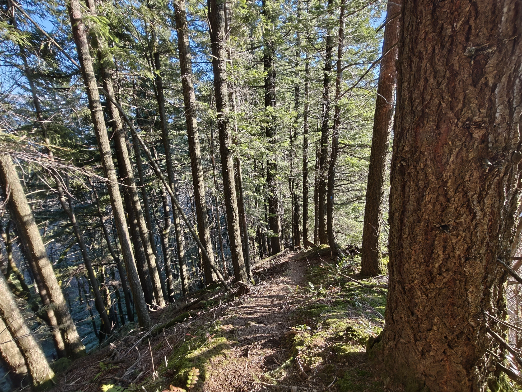 CedarAldrich-IMG20260124152917