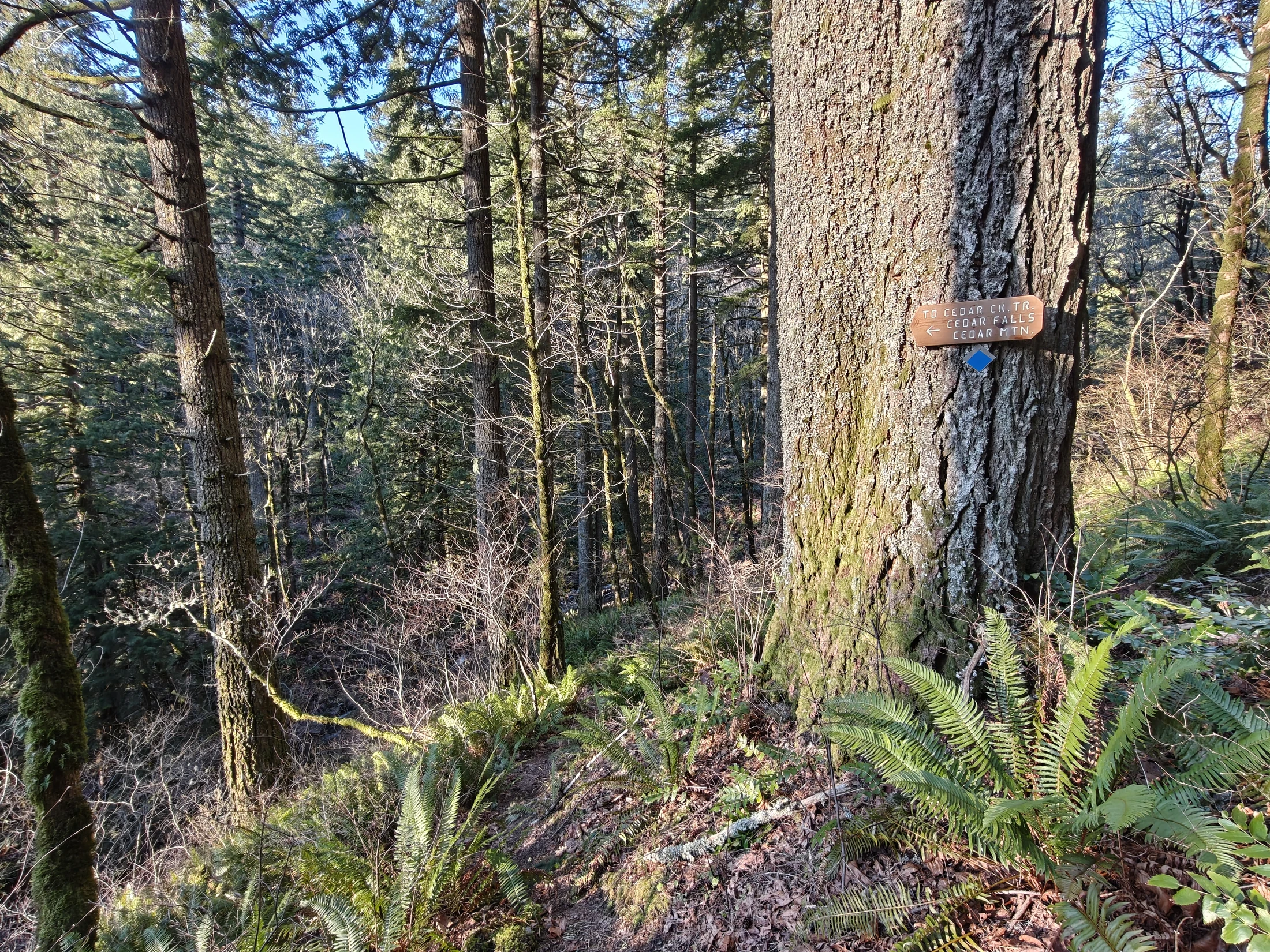 CedarAldrich-IMG20260124155332