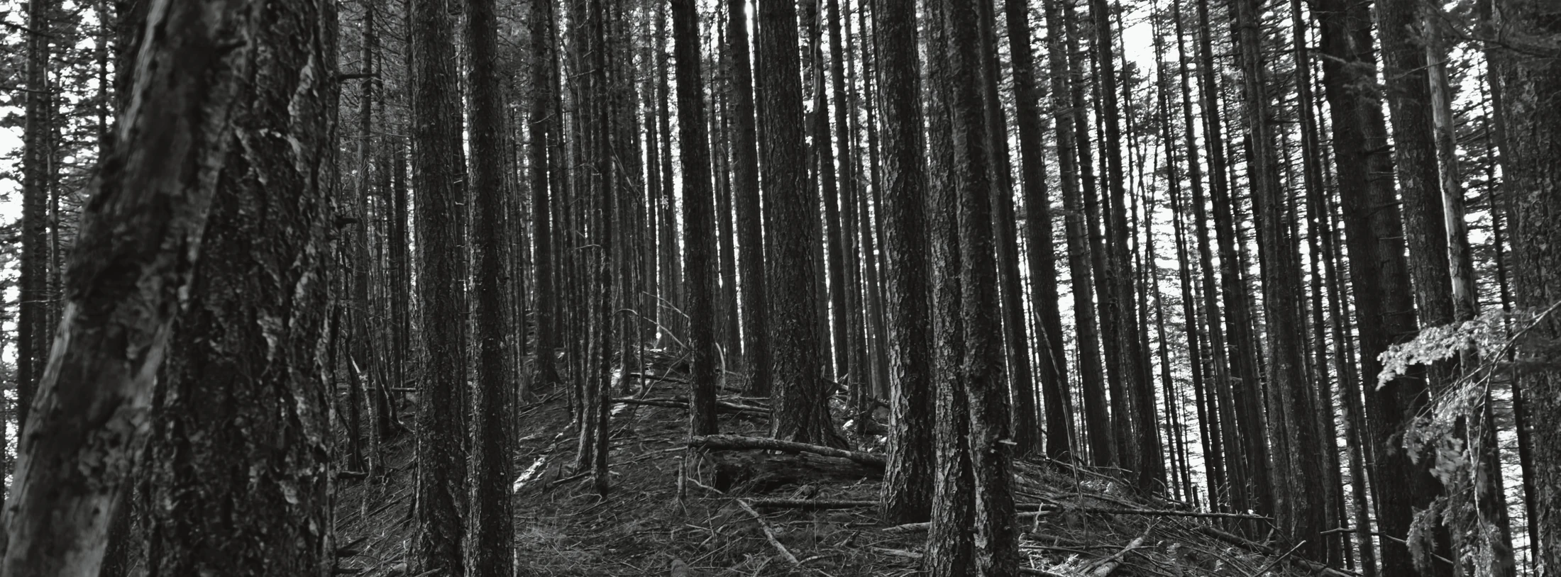 CedarAldrich-wideBW