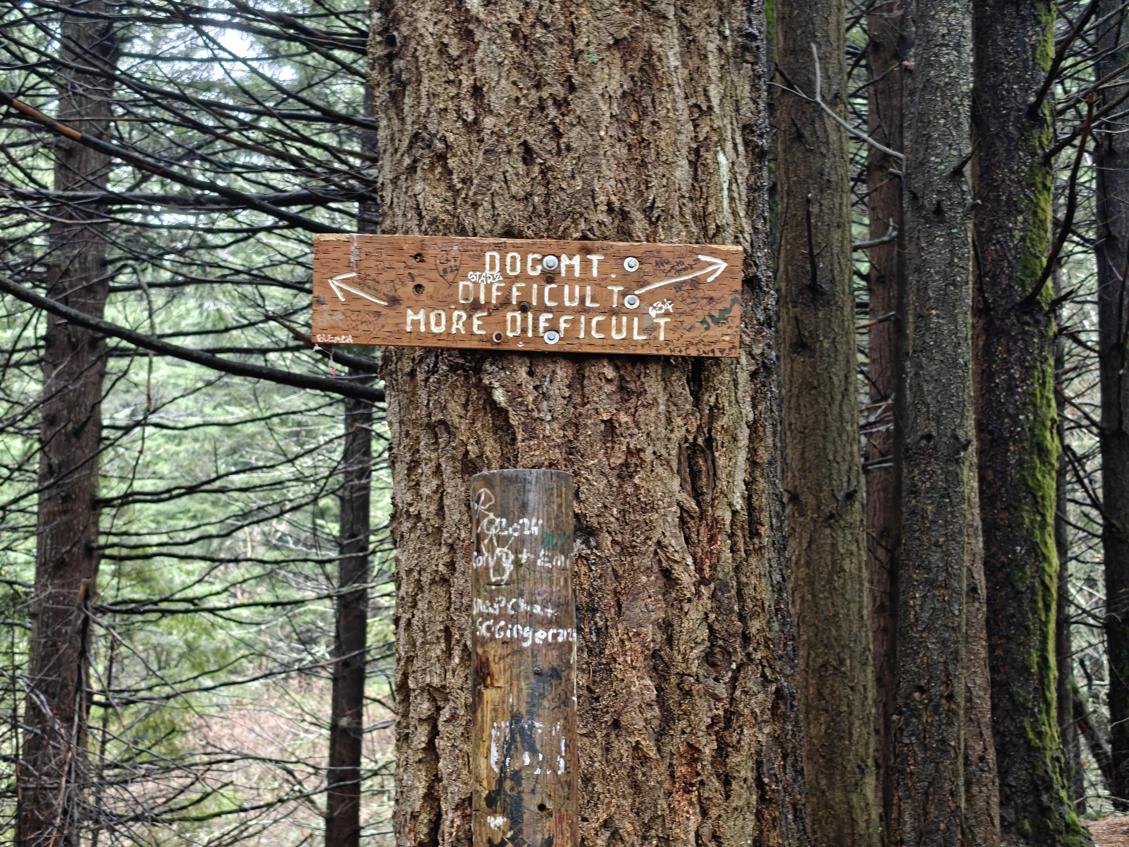 dogMtn-IMG20260104110428
