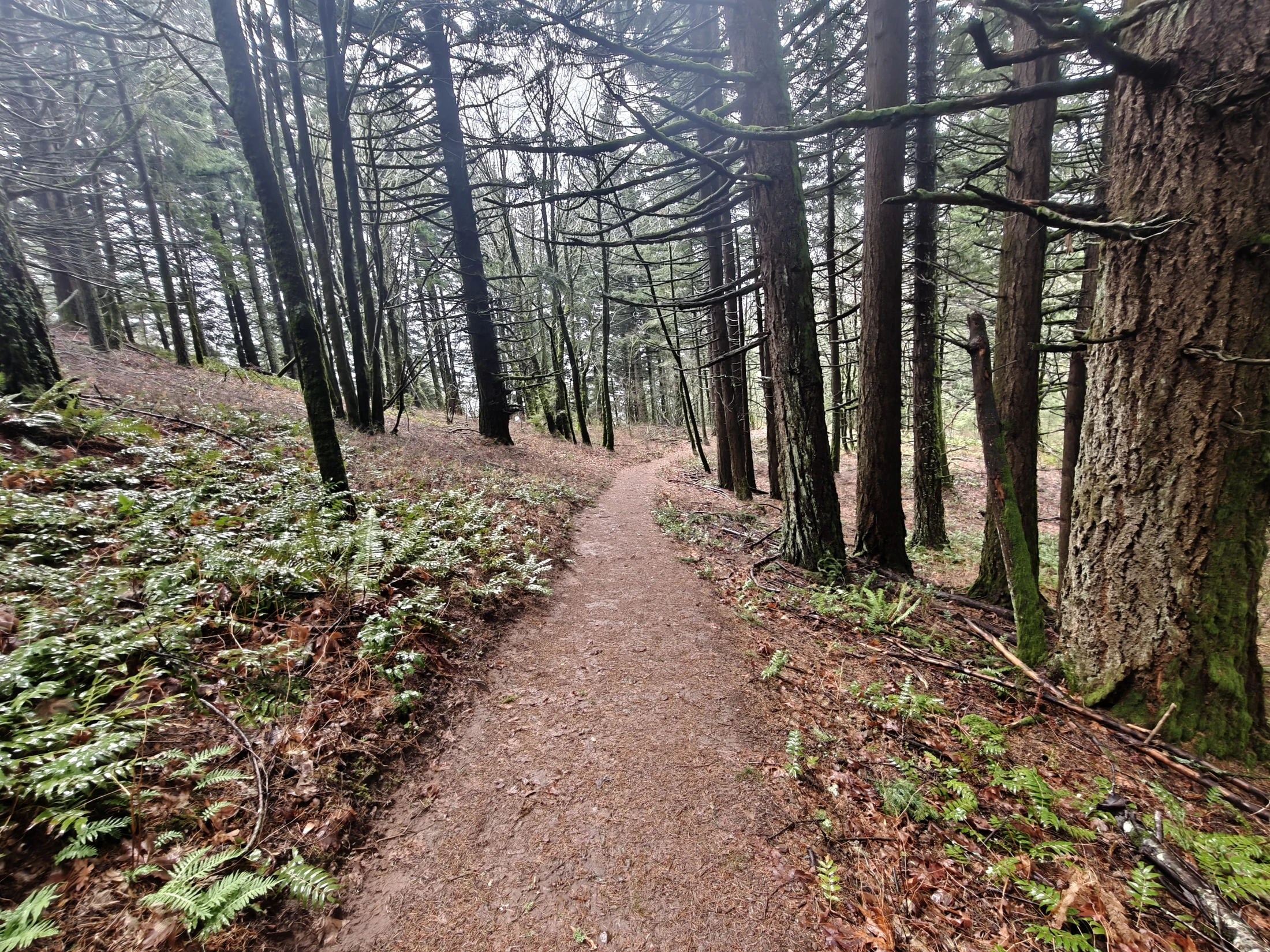 dogMtn-IMG20260104110911