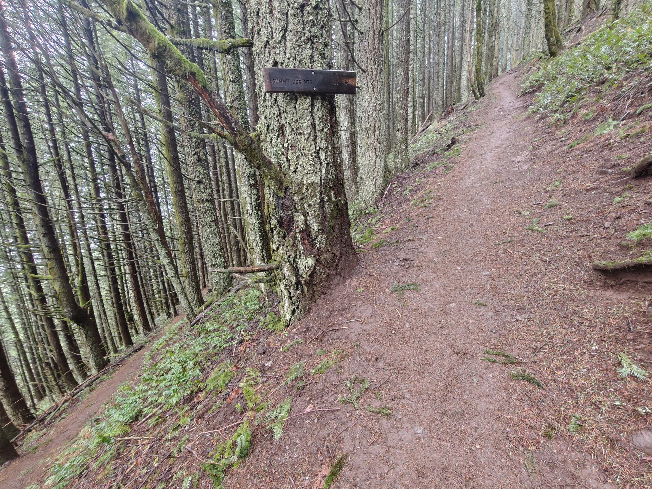 dogMtn-IMG20260104121052