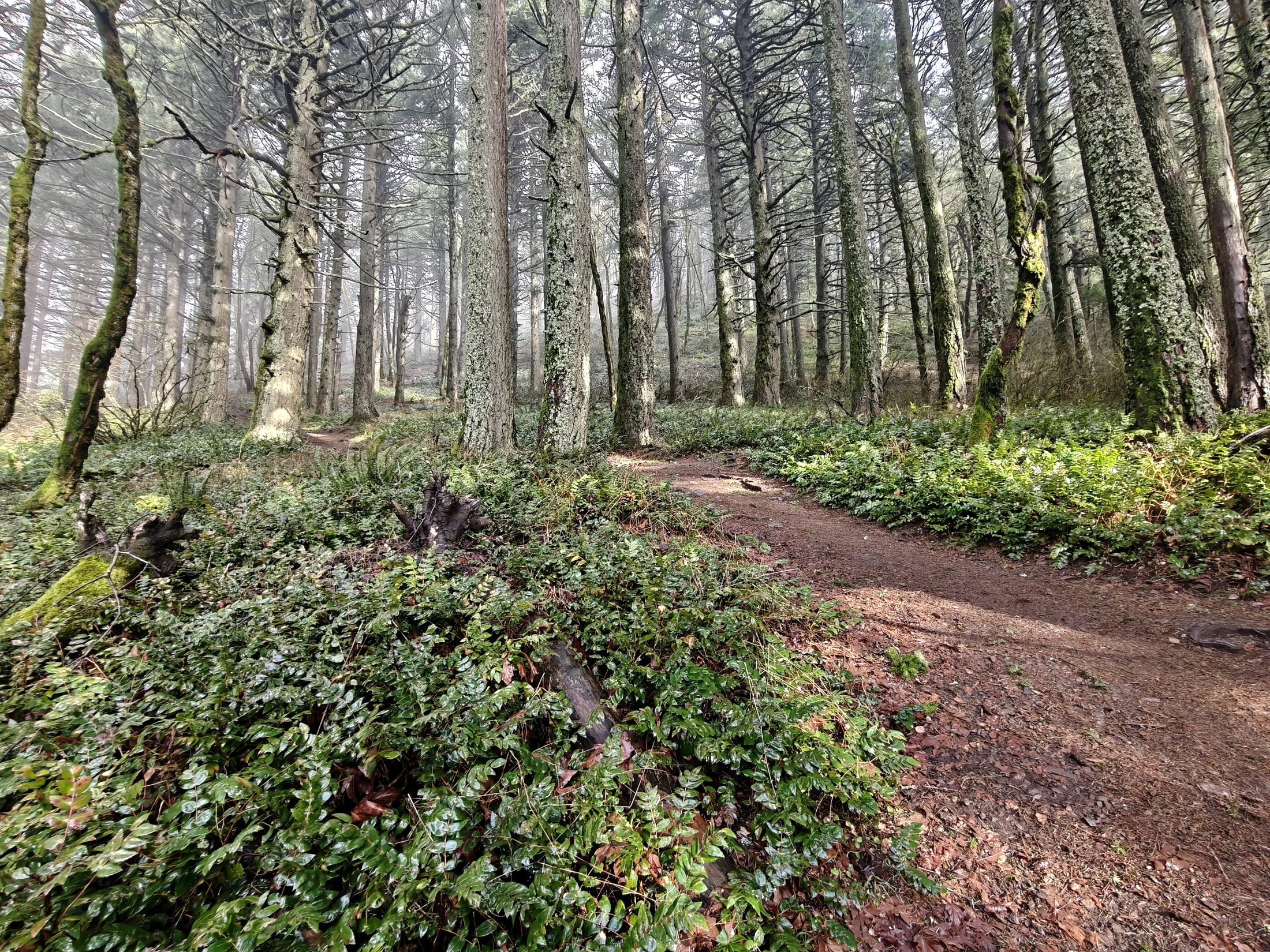 dogMtn-IMG20260104121818