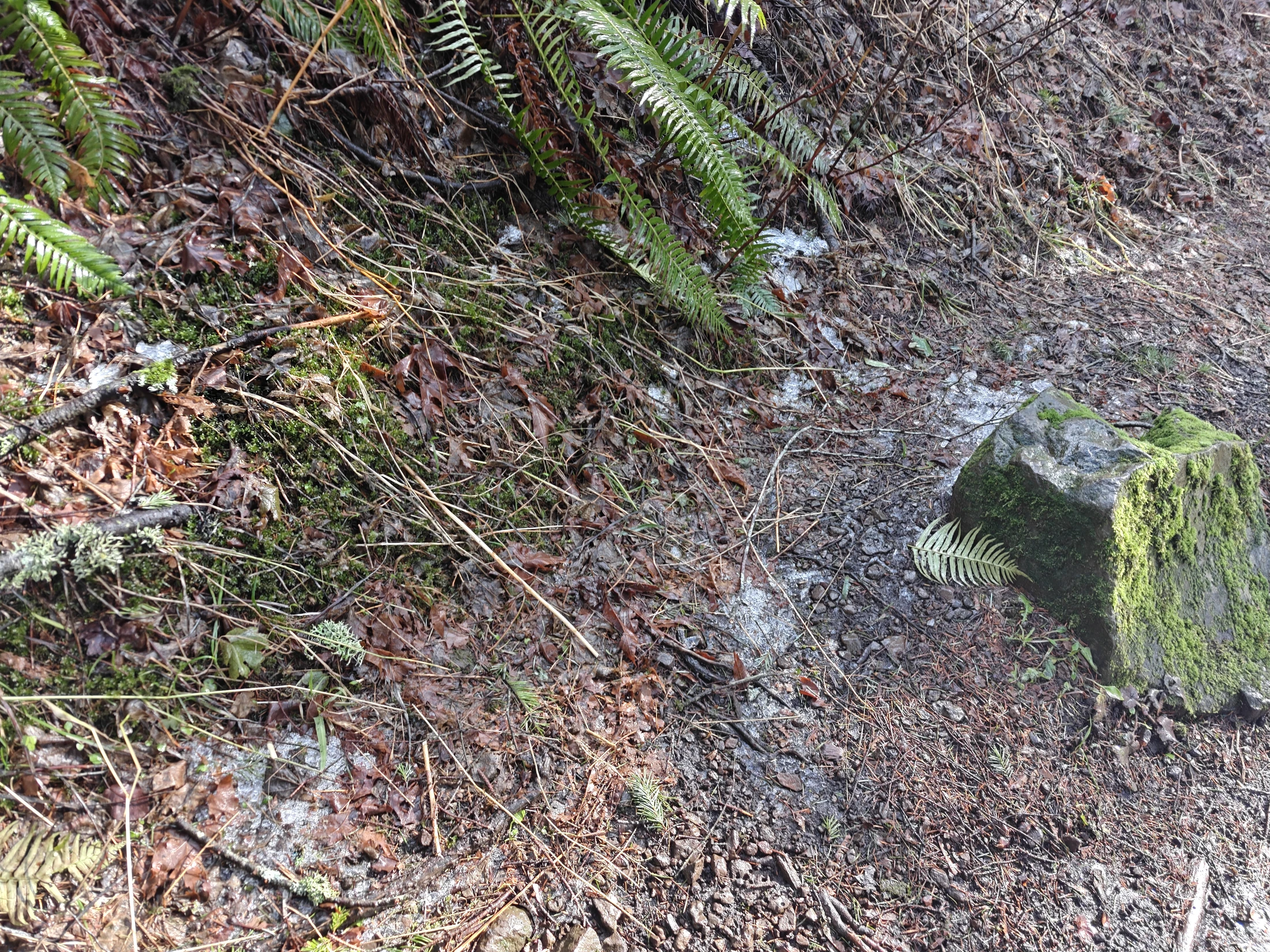 dogMtn-IMG20260104122540