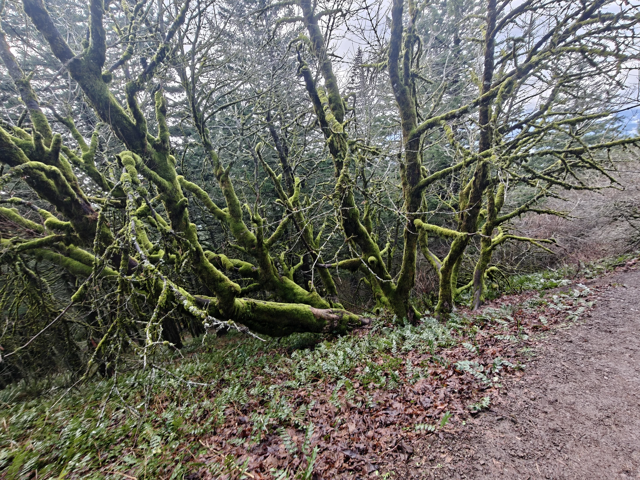 dogMtn-IMG20260104122813