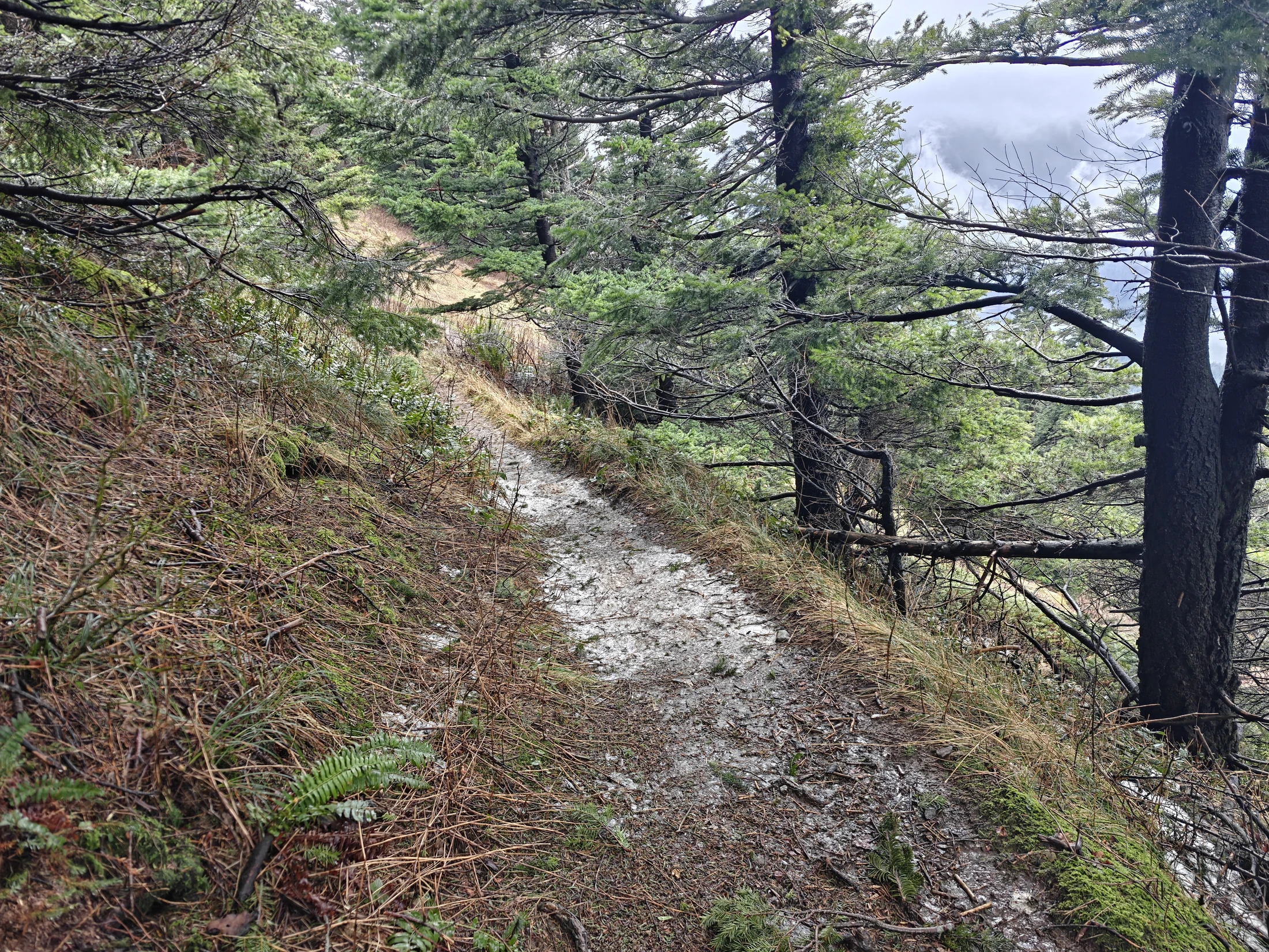 dogMtn-IMG20260104125359