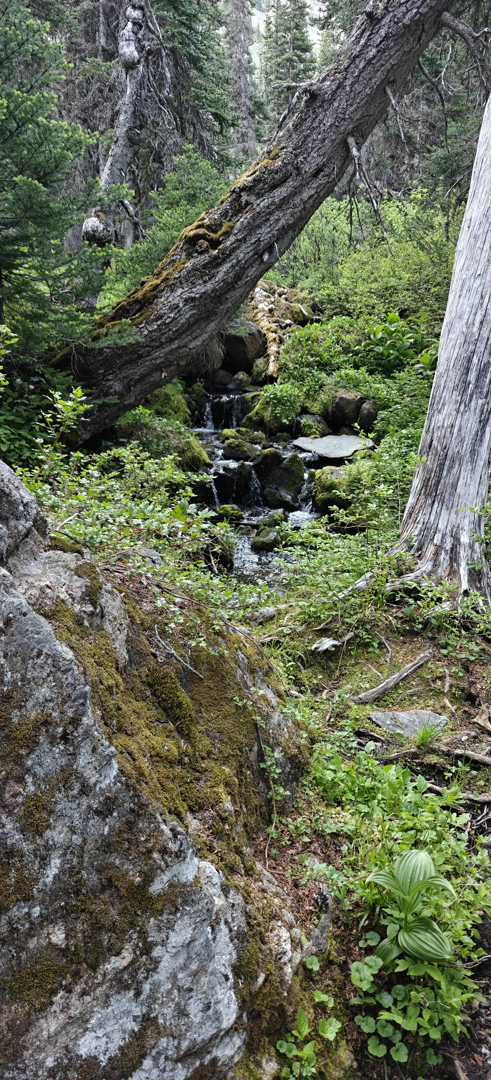 olyRoyalBasin-IMG20260623075351