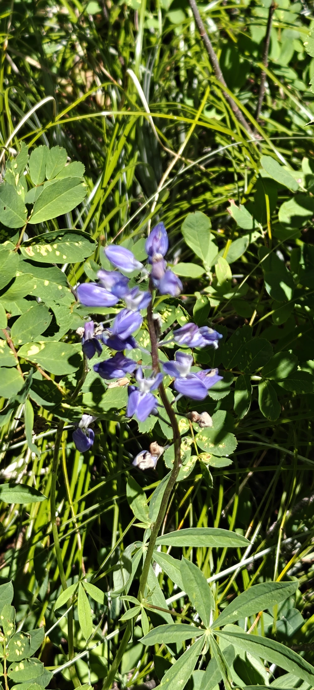 EastCrater-Lemei-IMG20260712141728