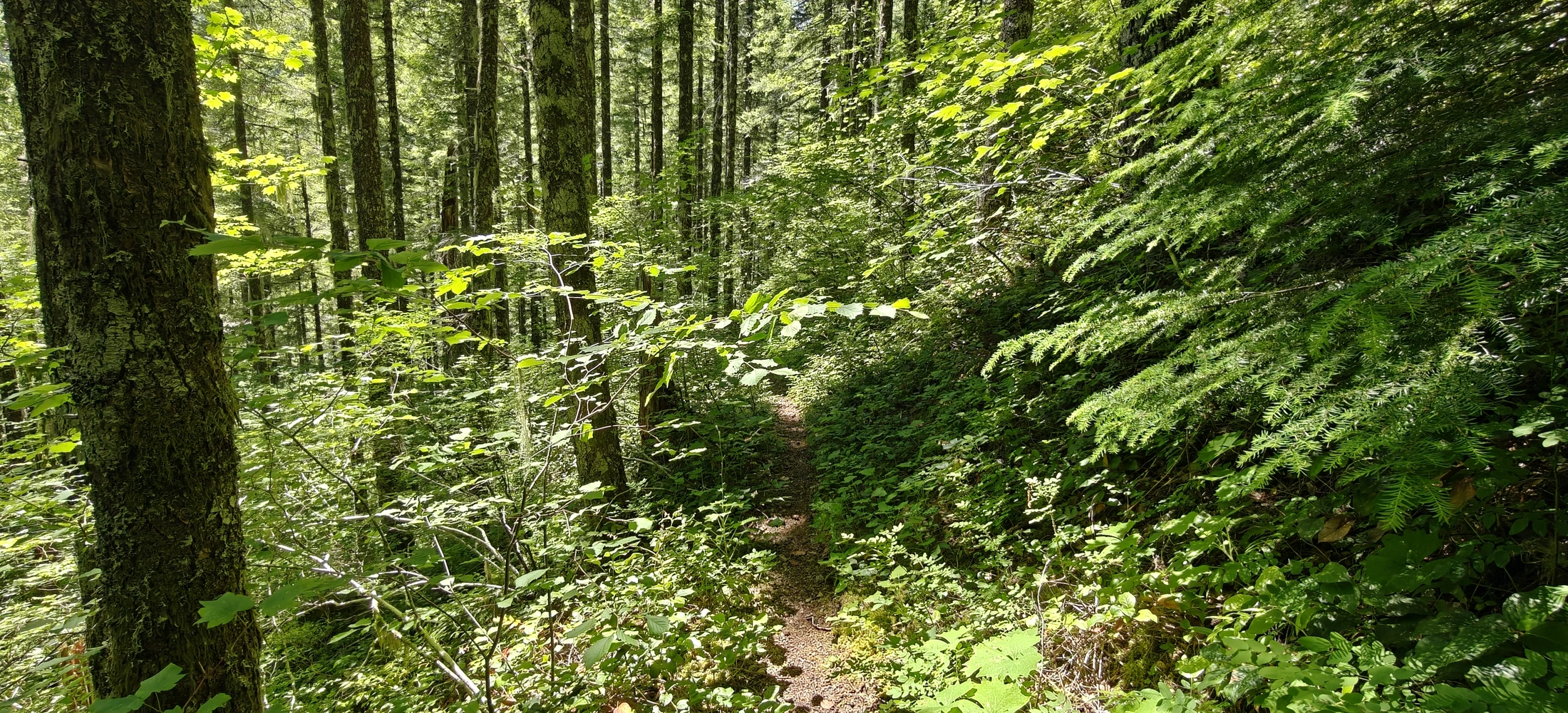 eastFork-IMG20260705134905