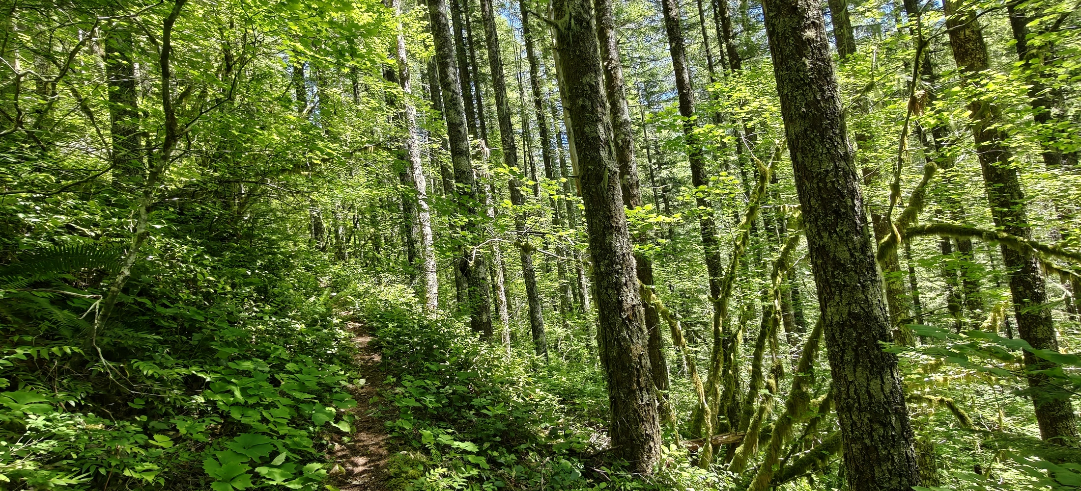 eastFork-IMG20260705134909