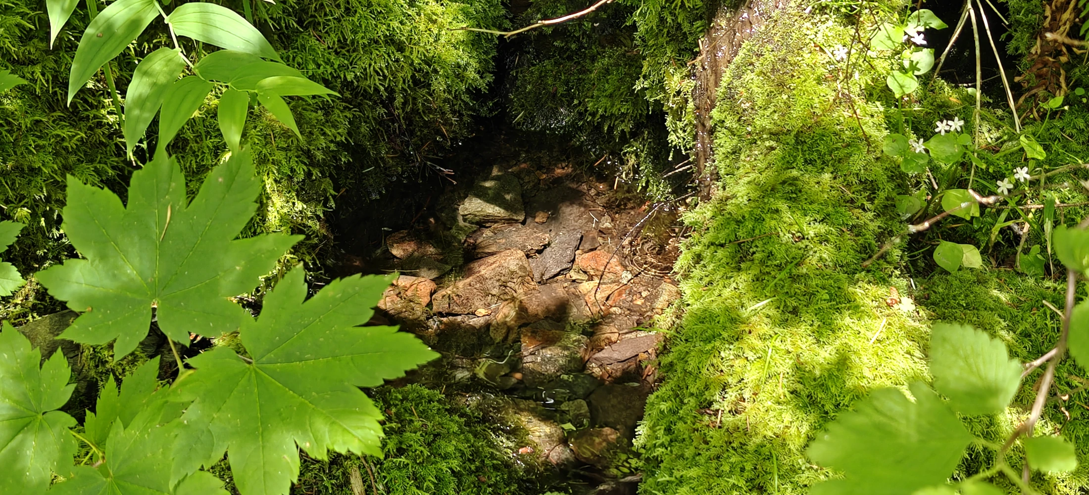 eastFork-IMG20260705140203