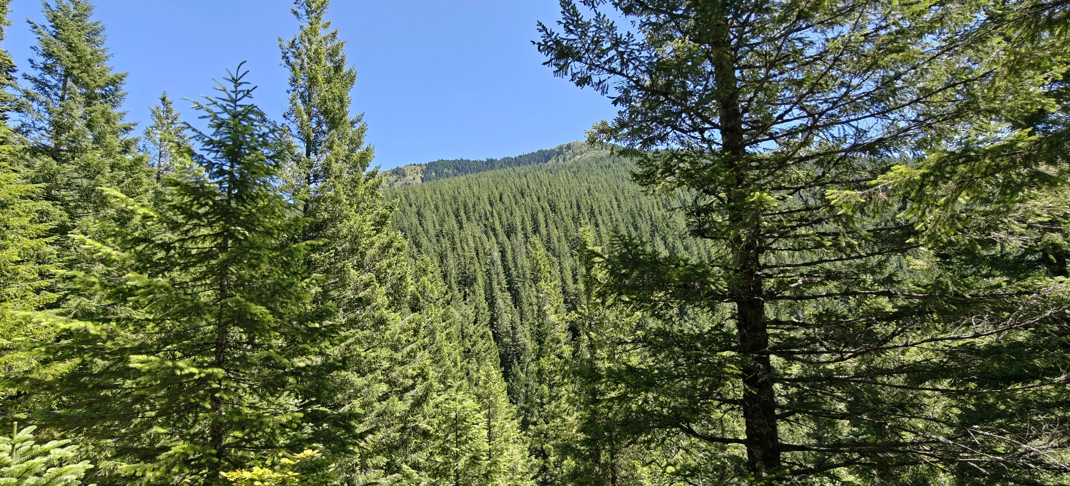 eastFork-IMG20260705143703