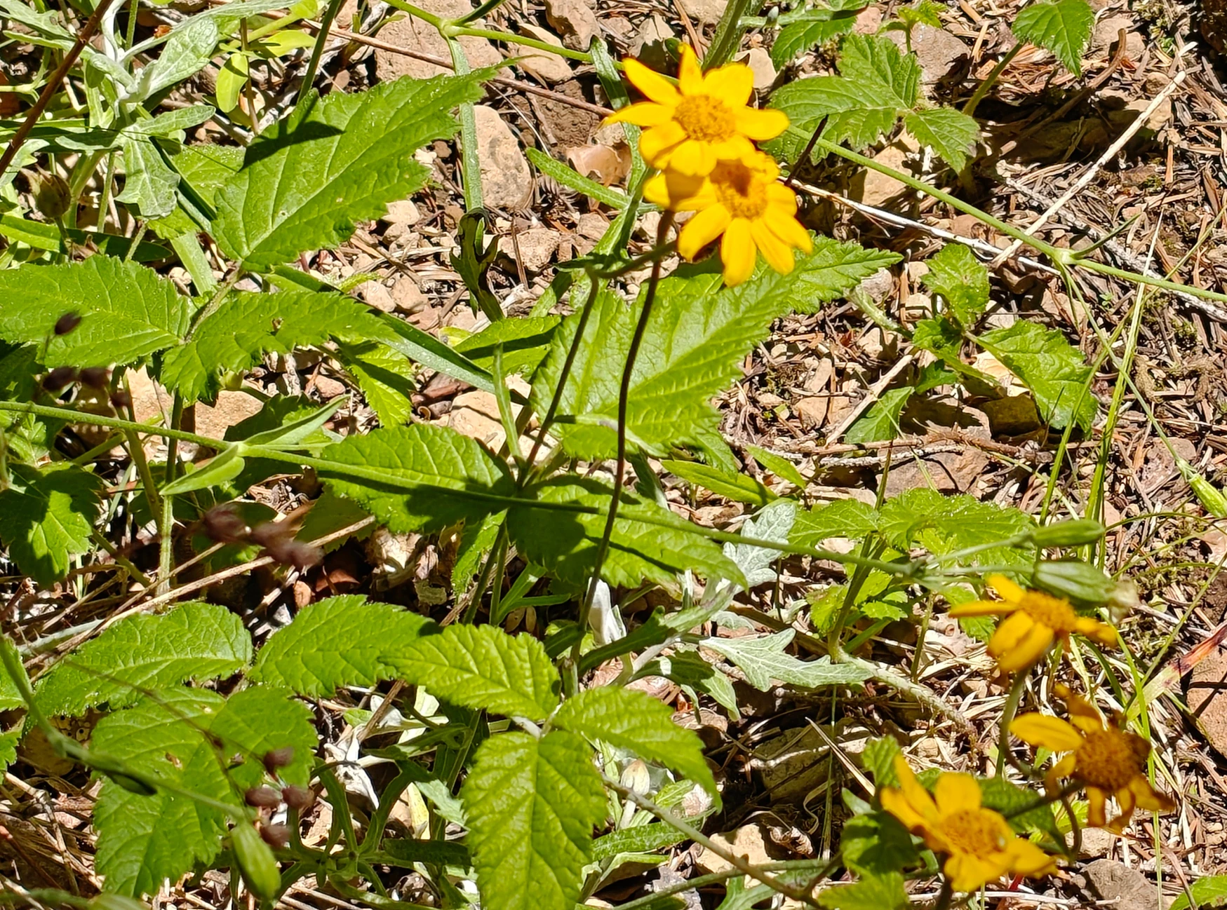 eastFork-IMG20260705151303